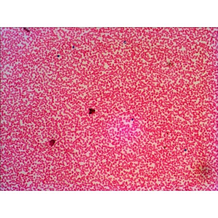 Set of prepared slides levenhuk n38 ng