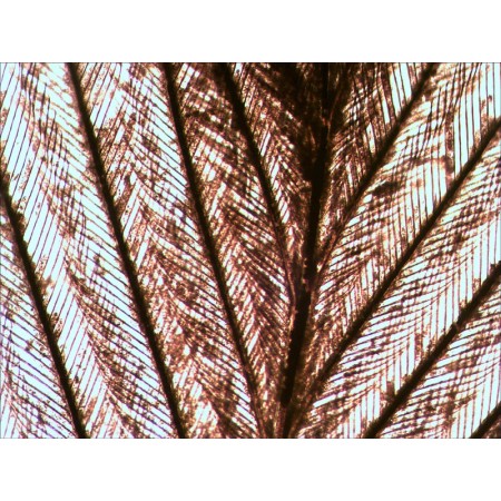 Előkészített tárgylemezek készlete n10 ng levenhuk