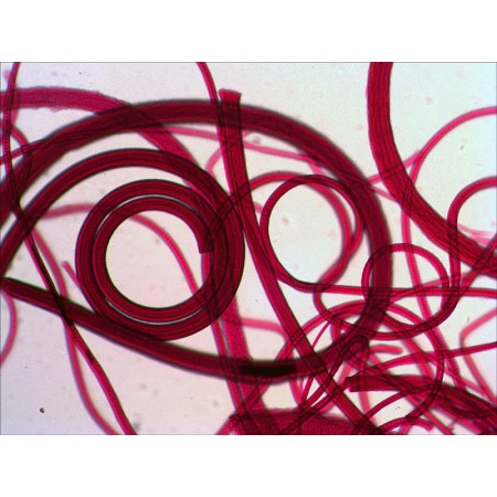 Zestaw przygotowanych preparatów levenhuk n10 ng