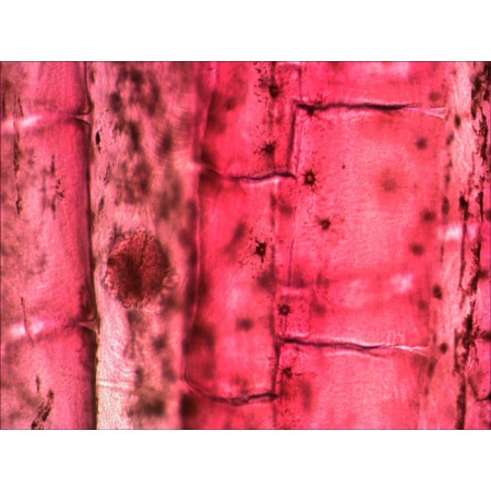 Juego de diapositivas preparadas levenhuk n10 ng