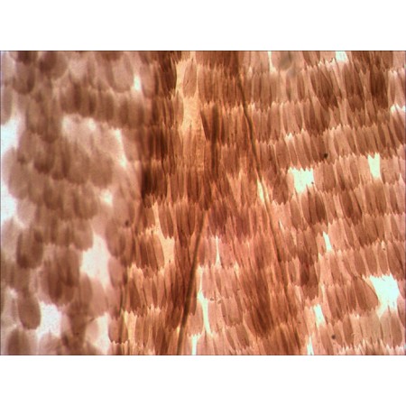 Zestaw przygotowanych preparatów levenhuk n10 ng