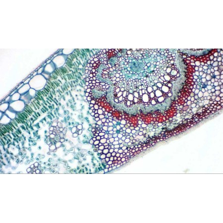 Bresser mikrokular caméra oculaire numérique full hd