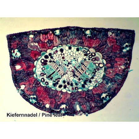 Bresser prepared slide set 100 pieces with box