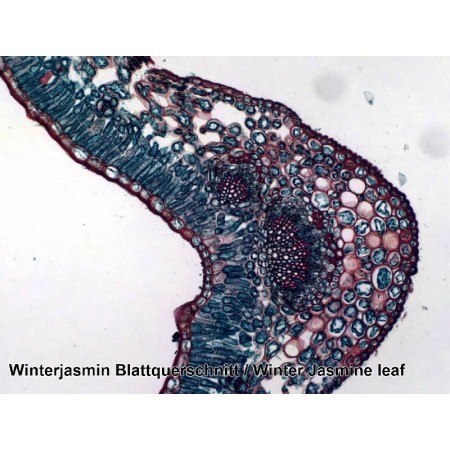 Set di vetrini preparati bresser 100 pezzi con scatola