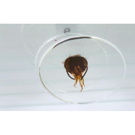 Set bresser prepared slides 50 stuks met doos