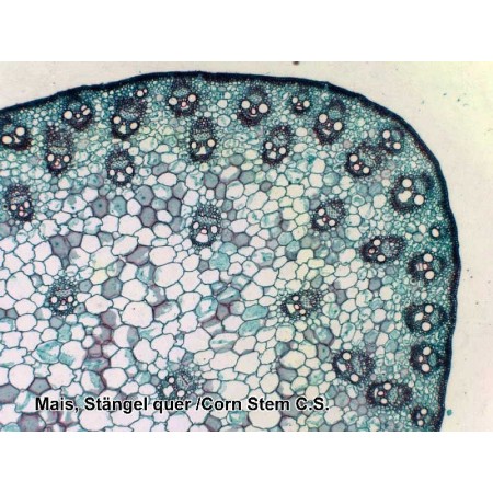 Bresser set de diapositives préparées 50 pièces avec boîte