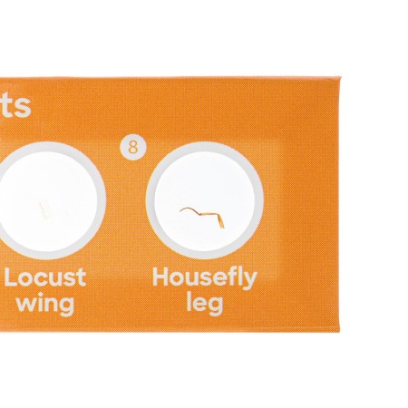 Set levenhuk discovery fauna con 12 diapositivas preparadas