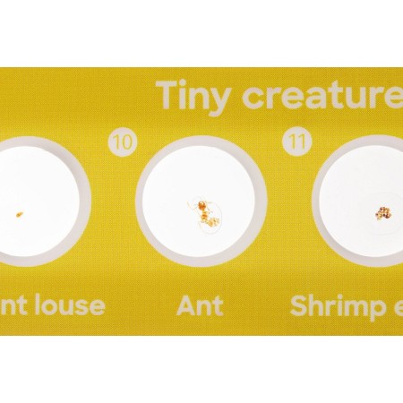 Levenhuk discovery fauna set z 12 przygotowanymi zjeżdżalniami