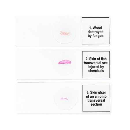 Conjunto de micromuestras levenhuk discovery prof dps 5 “mutaciones”.