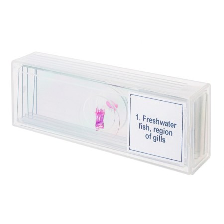 Set di micropreparati levenhuk discovery prof dps 5. “mondo anfibio”