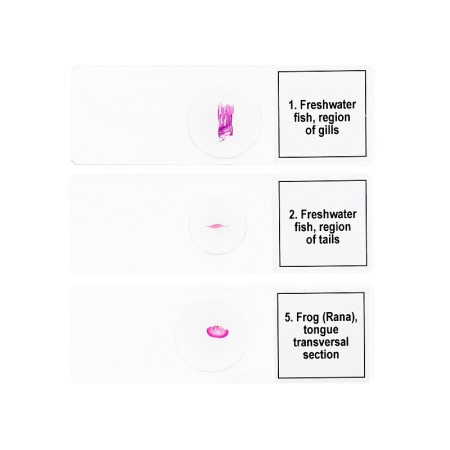 Conjunto de micromuestras levenhuk discovery prof dps 5 “mundo anfibio”.