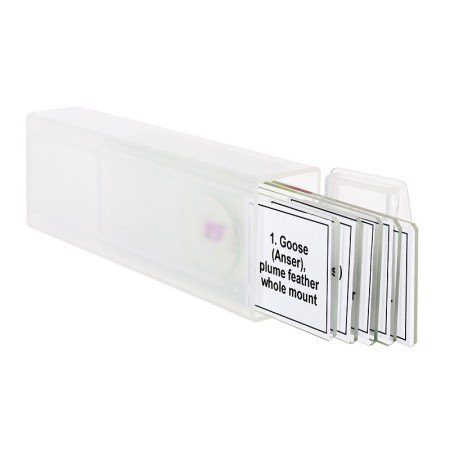 Zestaw mikropreparatów levenhuk discovery prof dps 5. "ptaki"