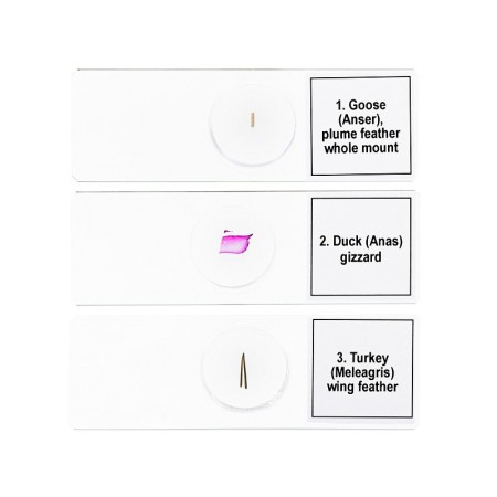 Set di micropreparati levenhuk discovery prof dps 5. “uccelli”