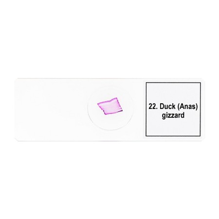 Mikropreparátumok készlete levenhuk discovery prof dps 25. "biológia, madarak stb."