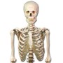 Modelo de esqueleto humano