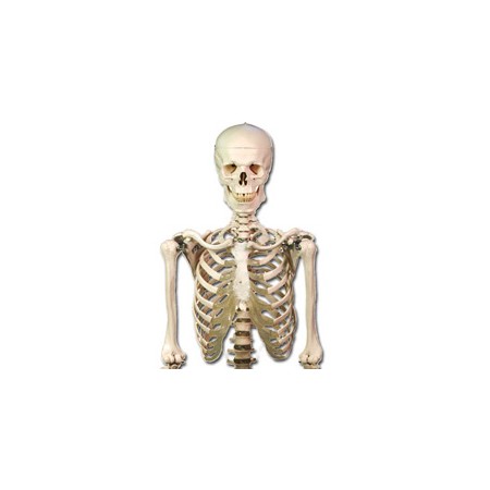 Human skeleton model