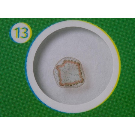 Levenhuk labzz p12 set di vetrini preparati piante