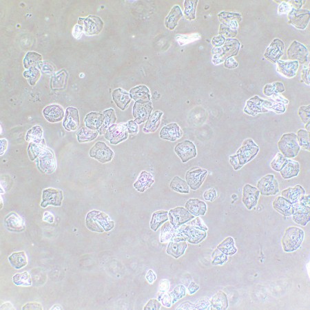 Dispositivo a contrasto di fase magus sph2