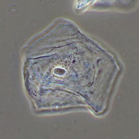 Dispositivo a contrasto di fase magus sph2