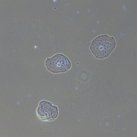 Dispositivo a contrasto di fase magus ph2