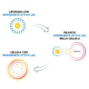 Anteamed liposomalni glutation 250ml - gsh tekoči liposomalni glutation